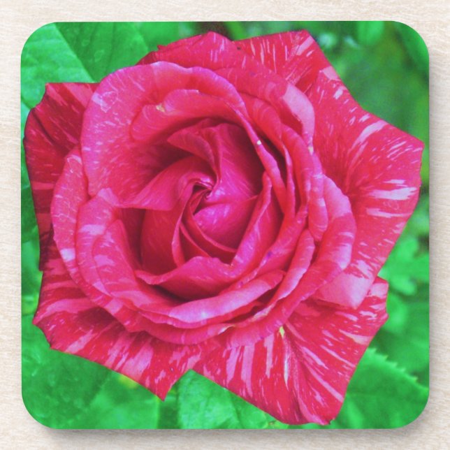Posavasos Rosa (Frente)