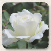 Rosa Blanca