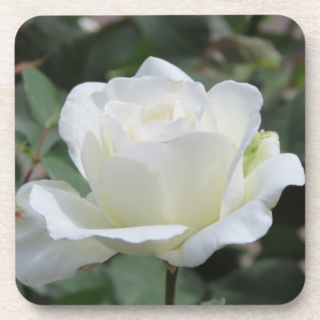 Posavasos Rosa Blanca (Frente)