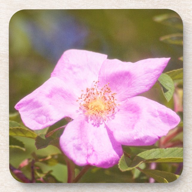 Posavasos Rosa Briar (Frente)