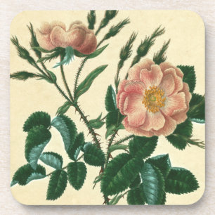Posavasos Rosa Briar dulce