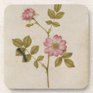 Posavasos Rosa Canina - Dogrose y Caterpillar (lápiz y con