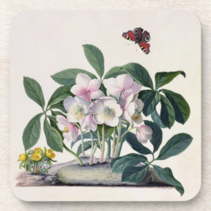 Posavasos Rosa de navidad (Helleborus Niger) e invierno