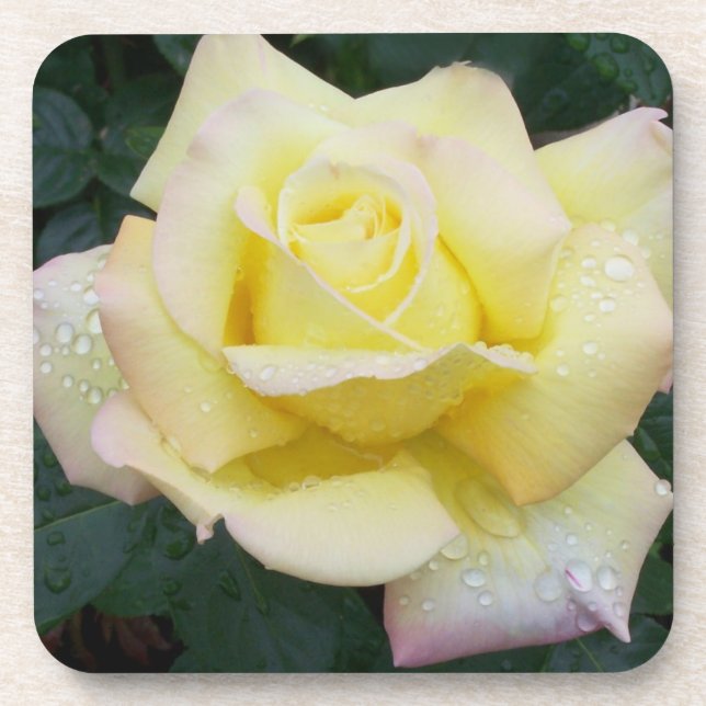 Posavasos Rosa de paz conjunto de escayas (Frente)