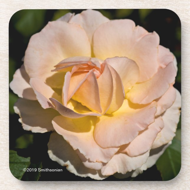 Posavasos Rosa de té (Frente)