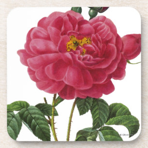 Posavasos Rosa Gallica