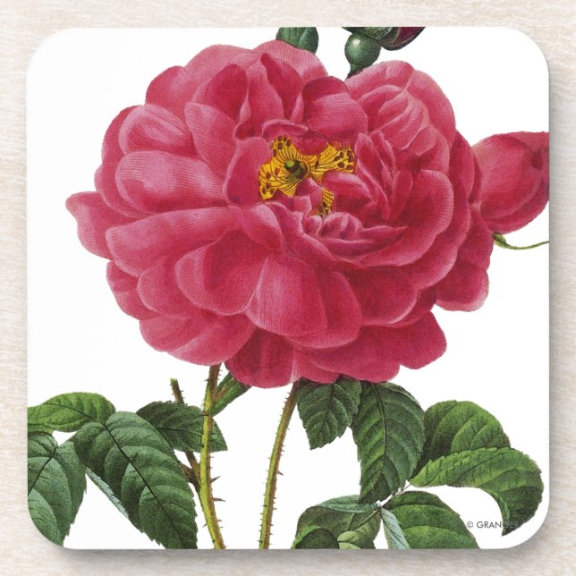 Posavasos Rosa Gallica (Frente)
