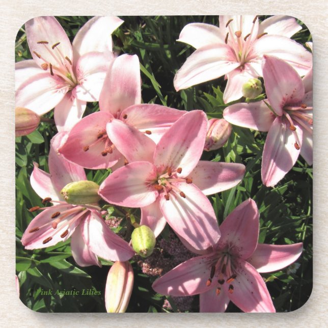 Posavasos Rosa, lirios asiáticos blancos del rosa (Frente)