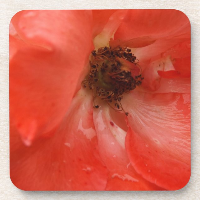 Posavasos Rosa naranja (Frente)