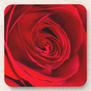 Posavasos Rosa Roja Romántica en plena floración