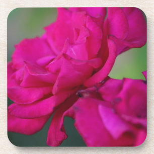Posavasos Rosa rosa en flor