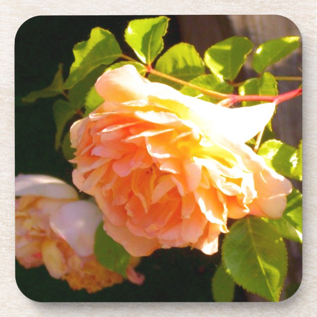 Posavasos Rosas de Country Peach (Frente)