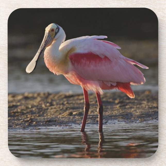 Posavasos Roseate Spoonbill, Ajaia ajaja, Ding Darling (Frente)