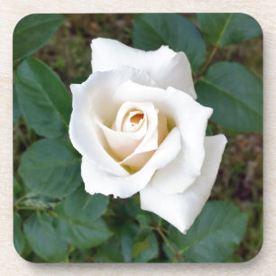 Posavasos rosebudo blanco