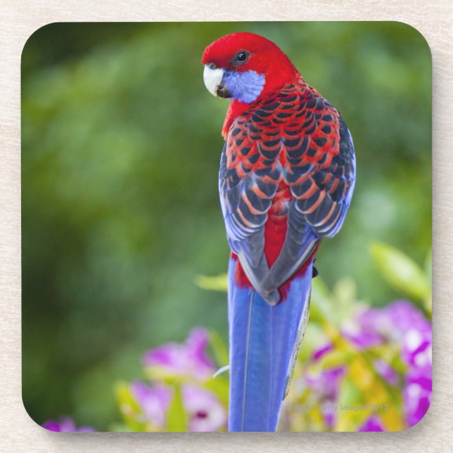 Posavasos Rosella carmesí y contexto de las orquídeas (Frente)