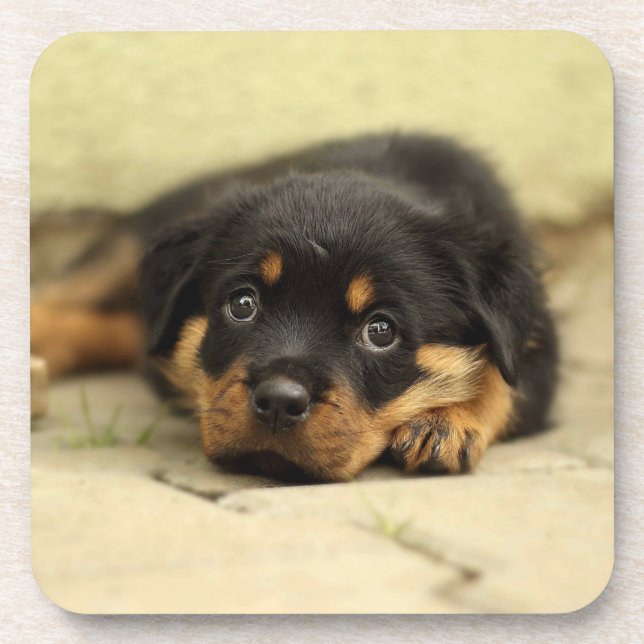 Posavasos Rottweiler20150901 (Frente)