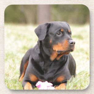 Posavasos Rottweiler Dog