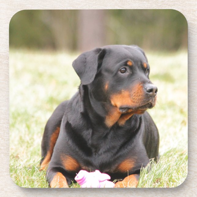 Posavasos Rottweiler Dog (Frente)