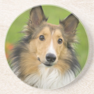 Posavasos Rough Collie, perro
