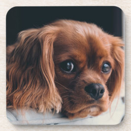 Posavasos Ruby Cavalier King Charles Spaniel