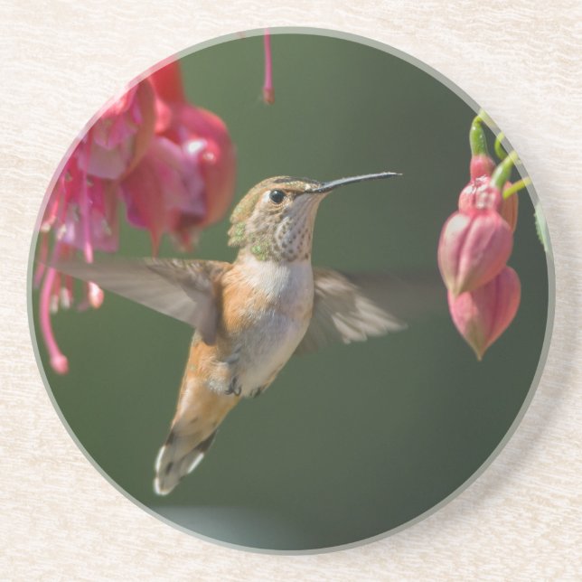 Posavasos Rufous Hummingbird alimenta a Fuchsia (Frente)