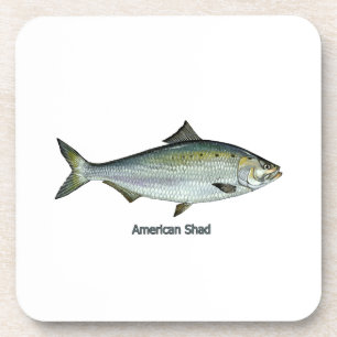 Posavasos Sábalo americano
