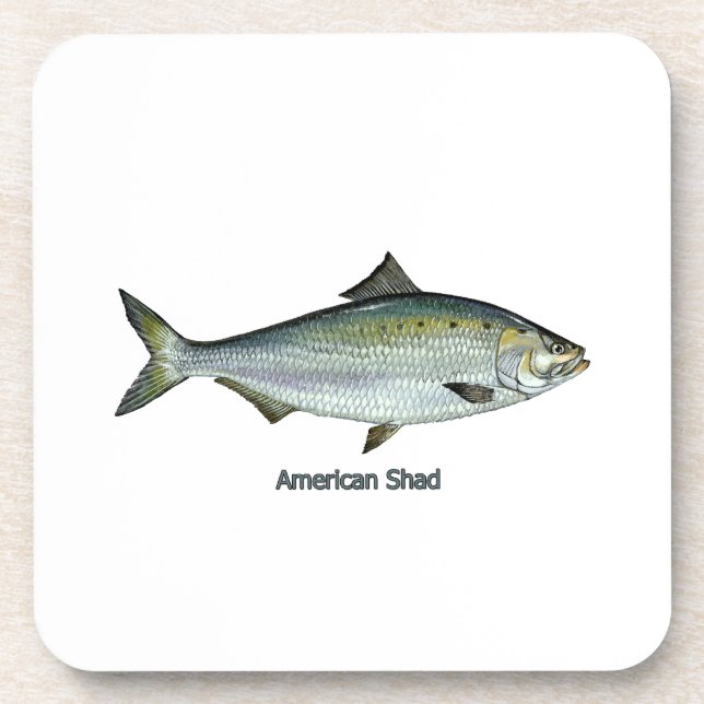 Posavasos Sábalo americano (Frente)