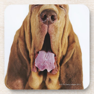 Posavasos Sabueso (perro del St. Huberto) con los ojos
