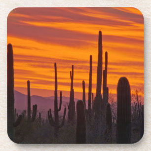 Posavasos Saguaro, puesta del sol, Parque Nacional Saguaro