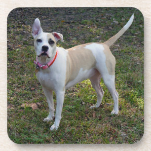 Posavasos Sally - Un perro rescatado