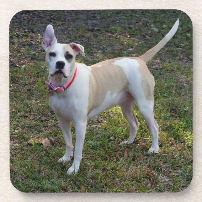 Posavasos Sally - Un perro rescatado (Frente)