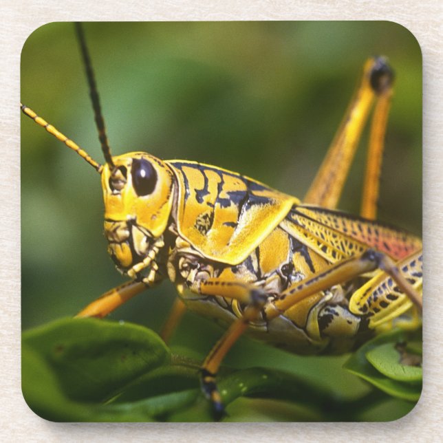 Posavasos Saltamontes, Parque Nacional Everglades, Florida, (Frente)