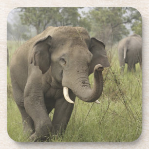 Posavasos Saludo de elefante asiático indio