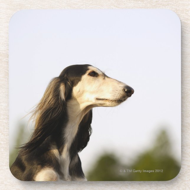 Posavasos Saluki 2 (Frente)