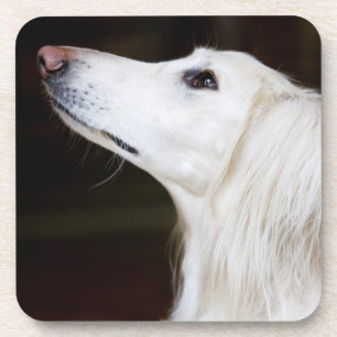 Posavasos Saluki que mira para arriba
