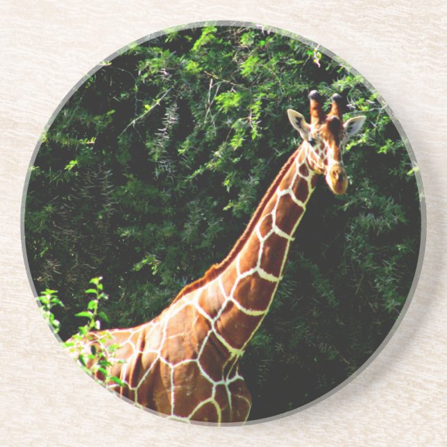 Posavasos Samburu Giraffe (Frente)