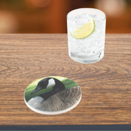 Posavasos Sandstone foto de la fauna ganosa de Canadá