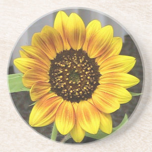 Posavasos Sandstone Sunflower Coaster