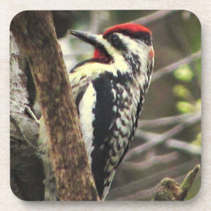 Posavasos Sapsucker