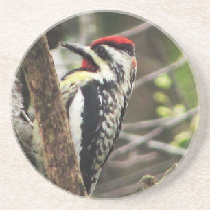Posavasos Sapsucker de barriga amarilla