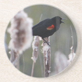 Posavasos Sargento común (Agelaius phoeniceus)