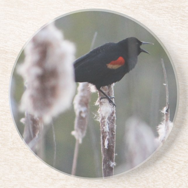 Posavasos Sargento común (Agelaius phoeniceus) (Frente)