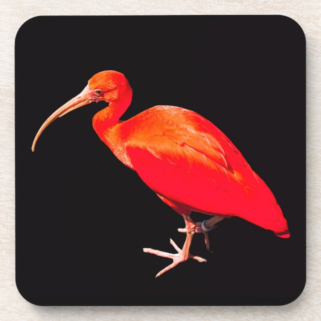 Posavasos Scarlet Ibis (Frente)