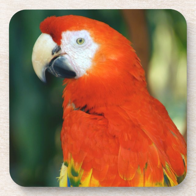 Posavasos Scarlet Macaw (Frente)