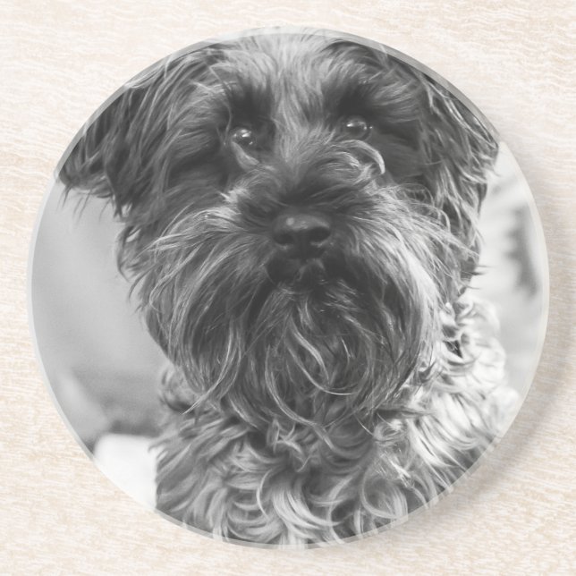 Posavasos Schnauzer miniatura (Frente)