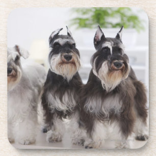 Posavasos Schnauzers miniatura que se colocan en el borde de