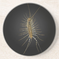 Scutigera Coleoptrata del ciempiés de casa