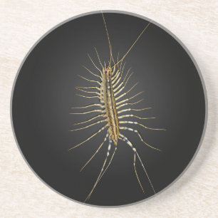 Posavasos Scutigera Coleoptrata del ciempiés de casa