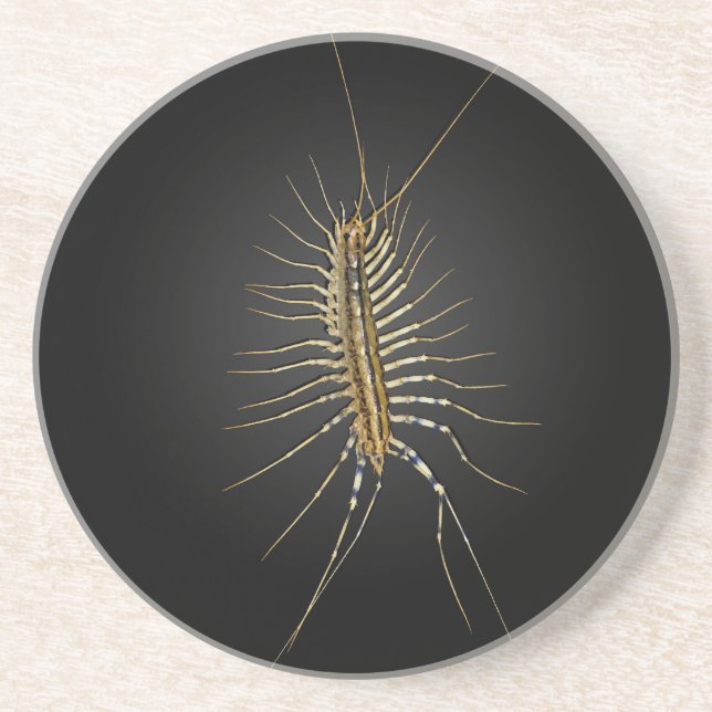 Posavasos Scutigera Coleoptrata del ciempiés de casa (Frente)