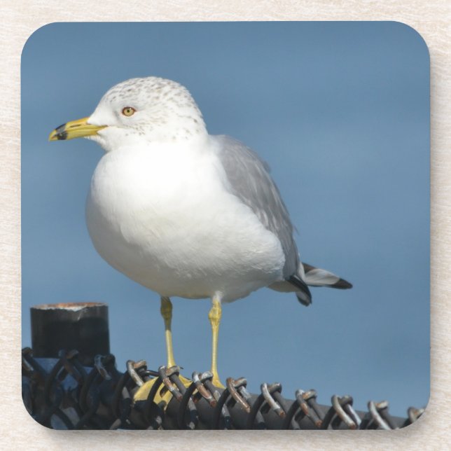 Posavasos Seagull Coaster (Frente)